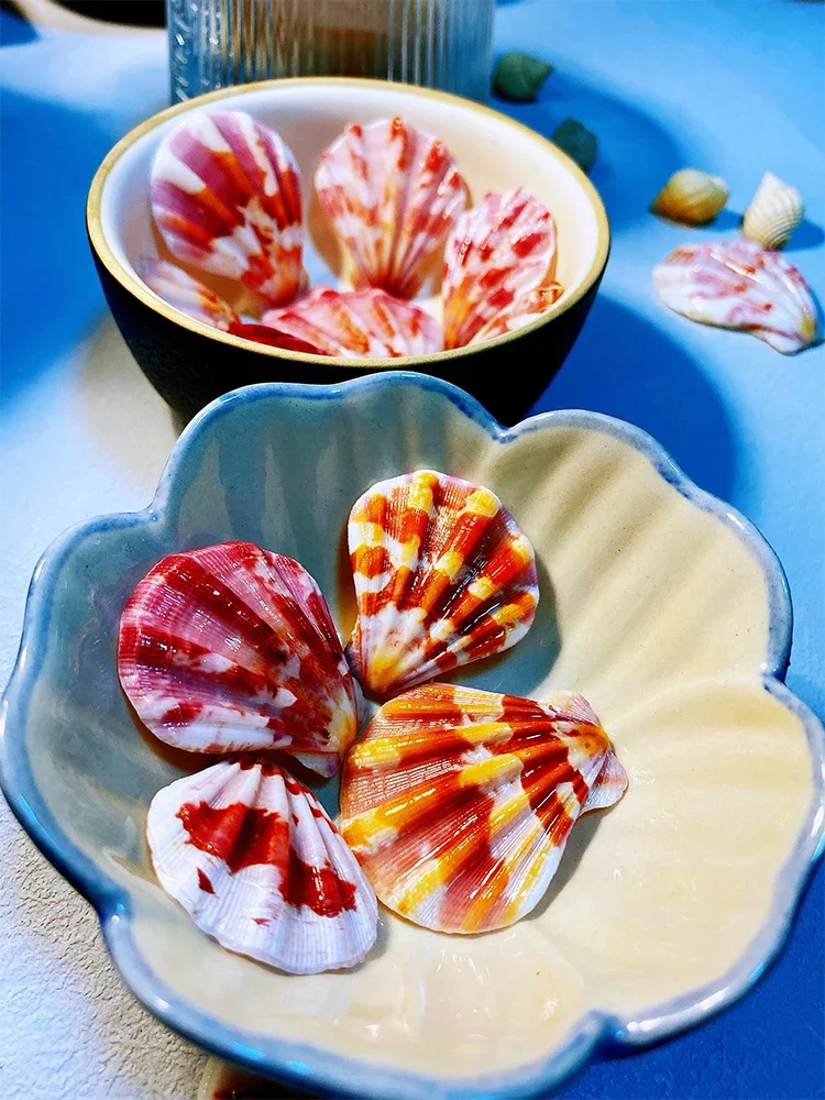 Thick Scallops with Super Brilliant Colors, Natural Shells and Conch Collection Specimens