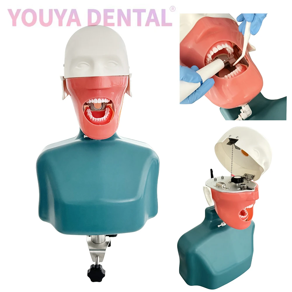 

Clip-On Desktop Dental Simulation Head Model With Shoulderbody Oral Medicine Practice Human Head Model Equipment Typodont Model