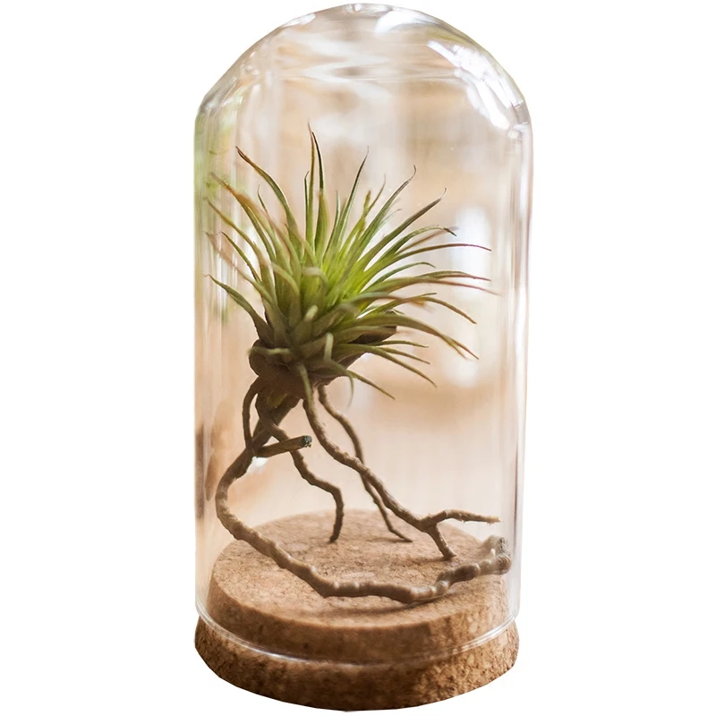 Imagem -05 - Artlass Vazio Cloche de Vidro Jar Cúpula de Exibição de Mesa com Base de Cortiça Atacado D65 x H100 mm 60 x