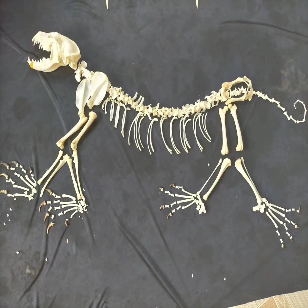 1Pcs Vulpes vulpes Red Fox, Silver Fox, Cross Fox Skull complete animal skeleton specimen
