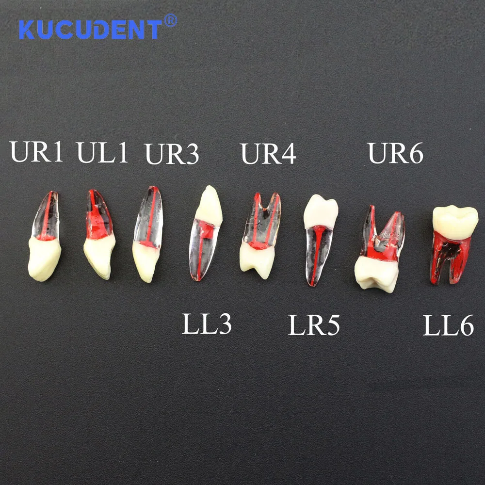 KUCUDENT ทันตกรรม Endodontic Root Canal RCT ฝึก Endo ฟันฟันรุ่น M8007 Pulp Cavity สําหรับทันตกรรมการศึกษาการสอน