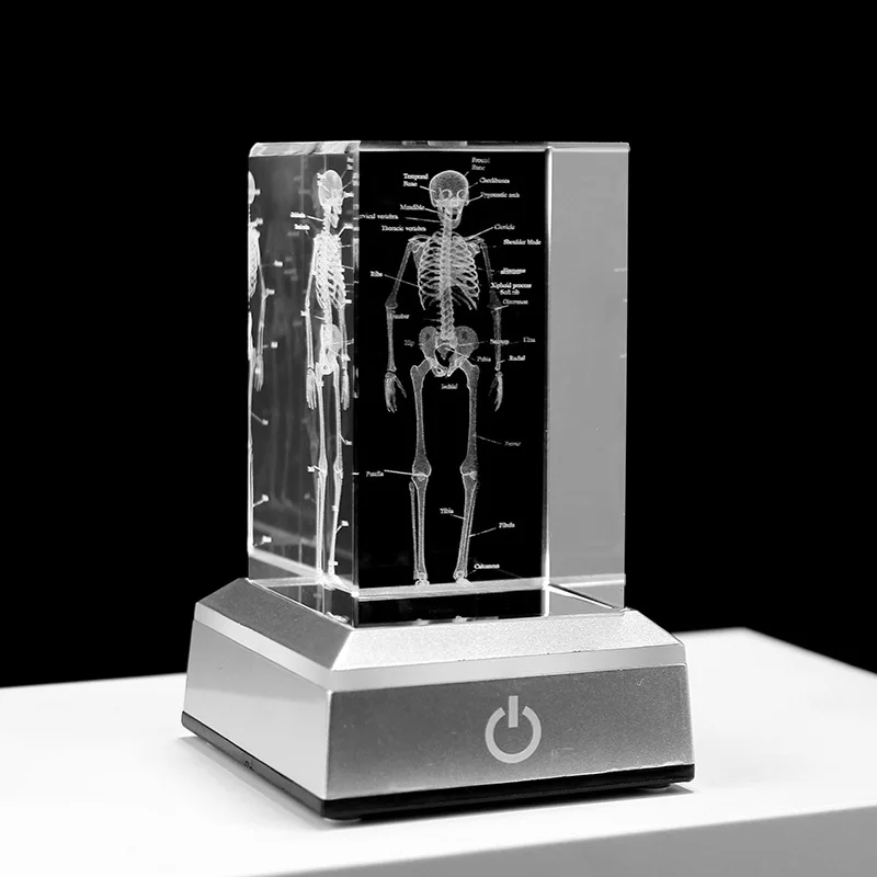 Crystal 3D Laser Engraved Human Anatomical Skeleton Model Statue Paperweight Anatomy Mind Neurology Medical Science Gifts