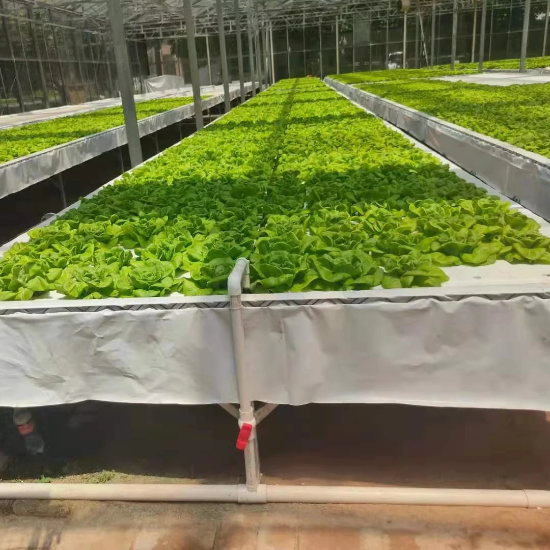 

Customized greenhouseCommercial Aeroponic hydroponic Greenhouse with High Quality for Best Price
