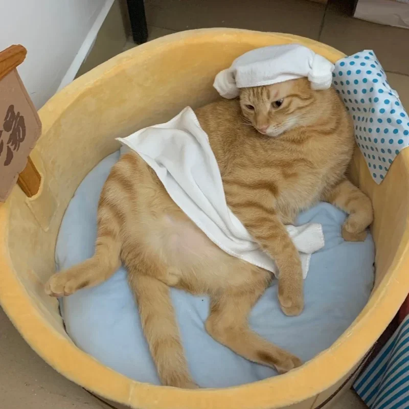 Regalo de Navidad, piscina de aguas termales de estilo japonés, cama para gatos, forma de bañera, almohadilla de felpa desmontable, casa para perros, gatito, cachorro, nido para dormir