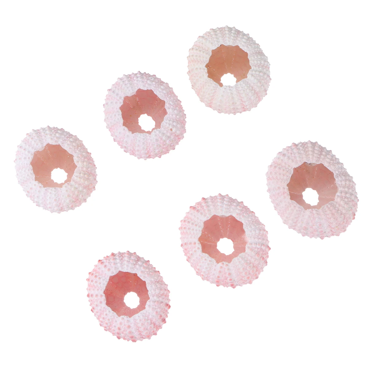

6 Pcs Sea ​​urchin Shell DIY Hand Craft Material Natural Planting Holder Shells Air Pink