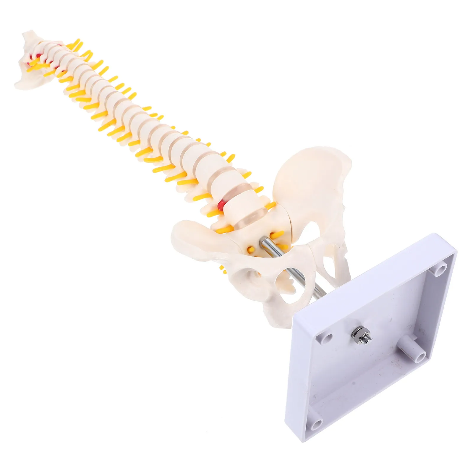 1Pcs Human Spine PVC Anatomy for Education Doctor Nurse Student Practice Display Spine Model Spinal Model