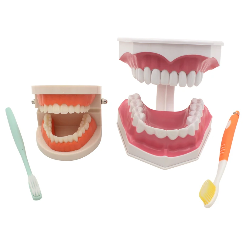 

Standard Dental Teaching Model Study On The Structure Of Oral Teeth Dentist Educational Demonstration Tool For Brushing Teeth