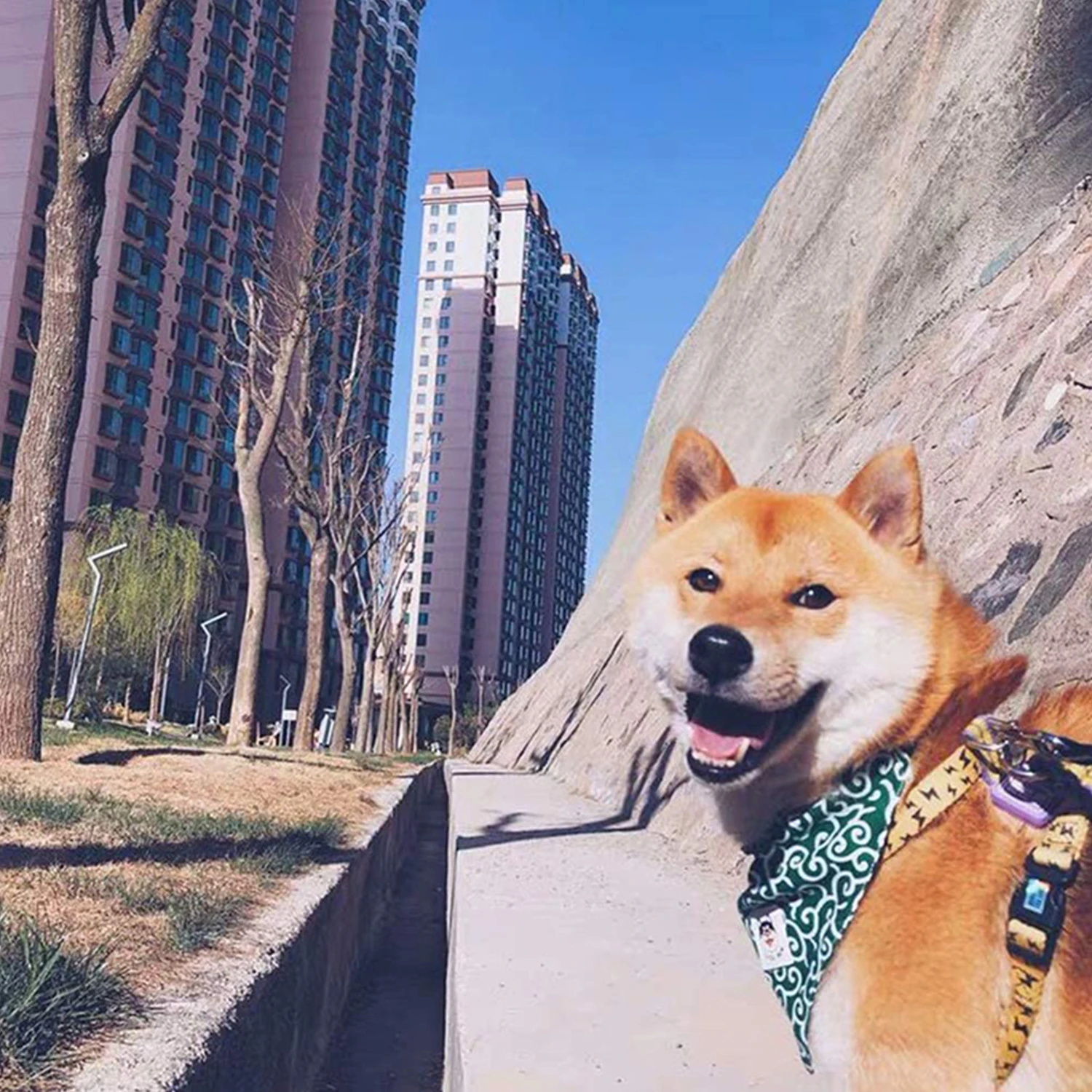 Dog Accessories NEW Pet Dog Bandana Collar Dog Collar Neckerchief Cute Puppy and Shiba Inu Printed Triangle Neck Scarf Saliva