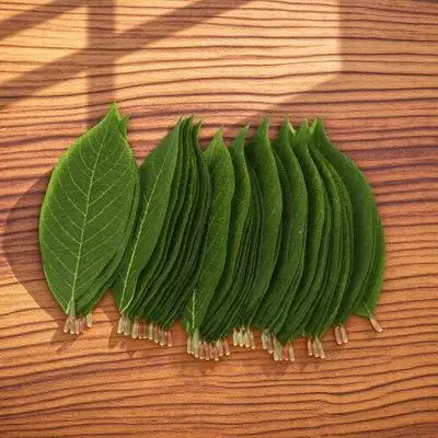 

50 Pcs Artificial Magnolia Leaf Luxurious Simulated Magnolias Leaves Indoor Plants Fake Outdoor Branches Faux Eucalyptus Green