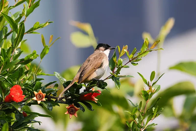 

004E 1/14 4WD Brushless RC Climbing Car - 2.4G, Off-road, RTR