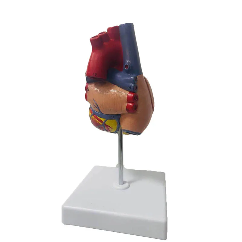 1:1 Lifesize Human Heart Anatomy Model Medical Science Teaching Resources Dropshipping