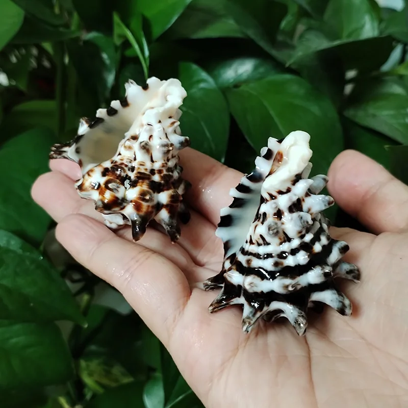 2 PC Murex Turbinellum Shells  - Home Decor Vase บทวิจารณ์และราคา
