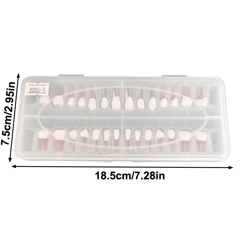 28 pz/set Dentale Endodonzia Denti Modello Bocca Completa Canalare Pratica Modello di Studio Endo Denti Blocco di Formazione