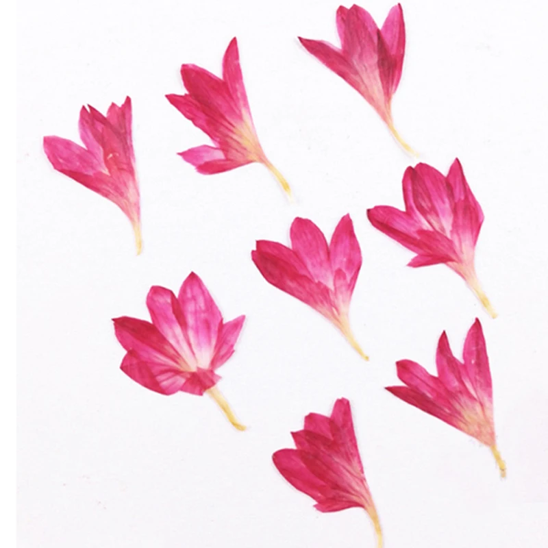 Centaurea Cyanus Vintage Wedding Decoration, Small Pressed Flower Arrangements, Specimen, Wholesale, 200 Pcs