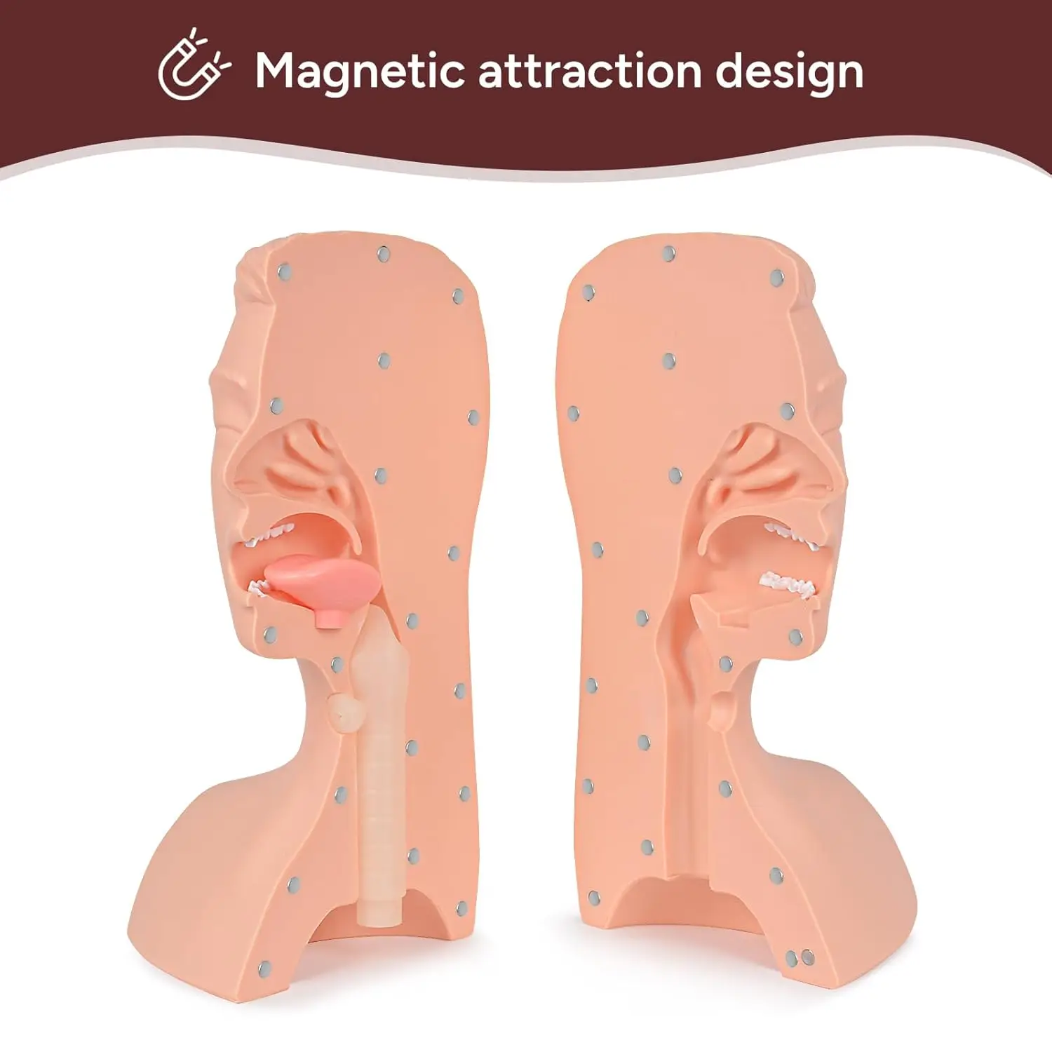 Ultrassist Manikin Airway Simulator Model Advanced Suction Training Sputum Simulation Practice for Medical Nursing Education