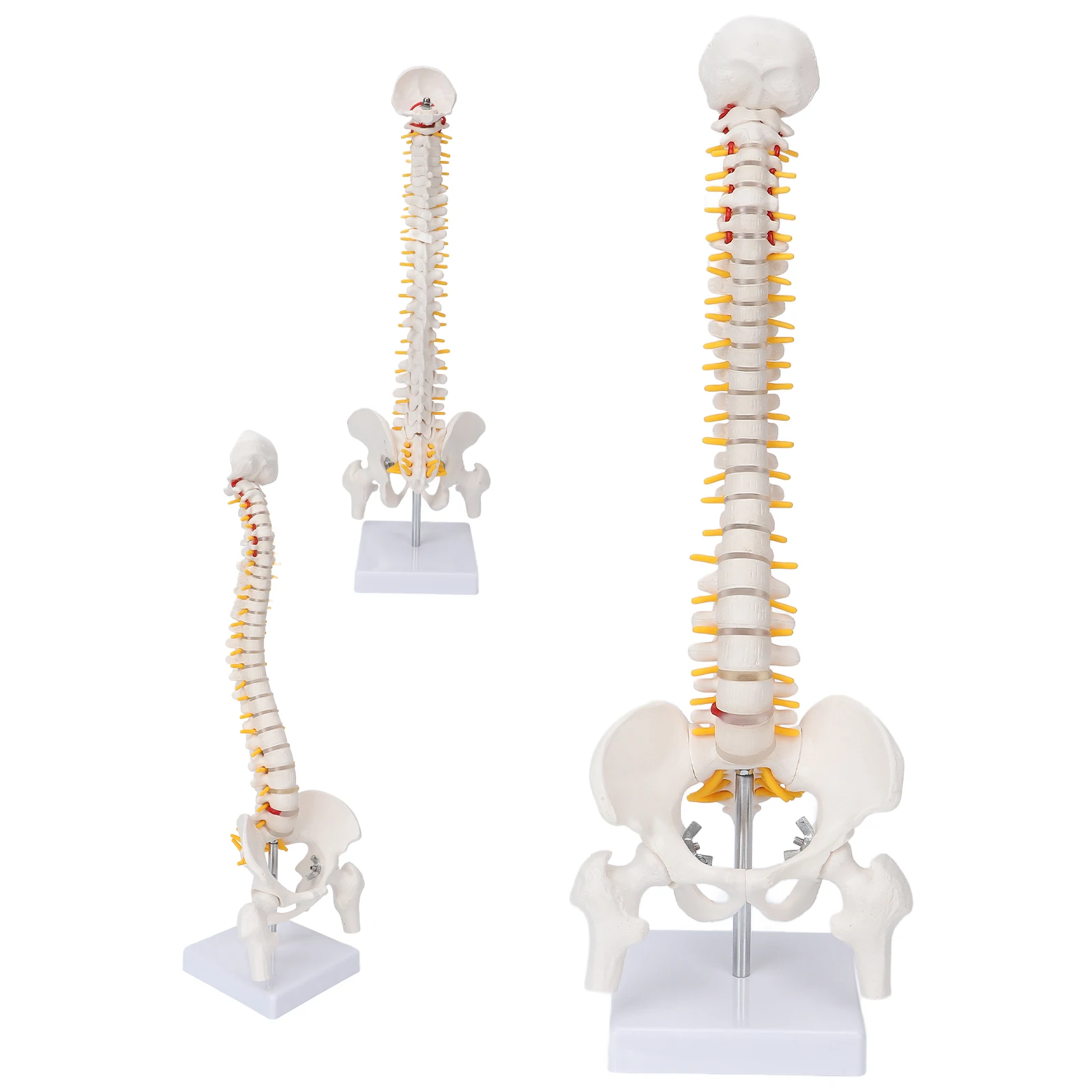 45CM Human Spine with Pelvic Model Anatomical Anatomy Medical Caudal Model Spinal Column Vertebral Lumbar Model Teaching Display