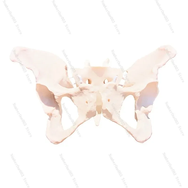 Postpartum Rehabilitation Movable Female Pelvic Model Sacrum Hip Flexible Human Skeleton Anatomy Pelvic Floor Muscles
