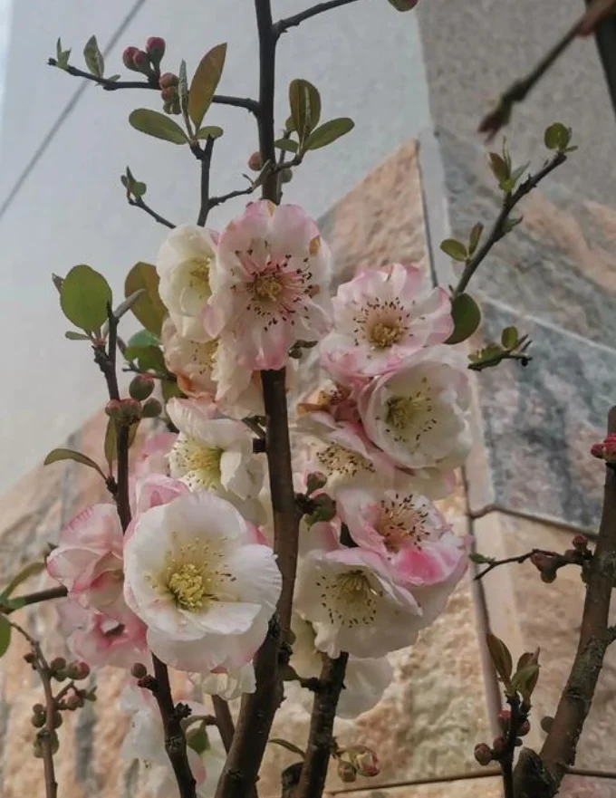 1 with 20 White Wireless Meal Picker Set Pager System Restaurant Ringing And Calling Device Queuing Number Calling Device