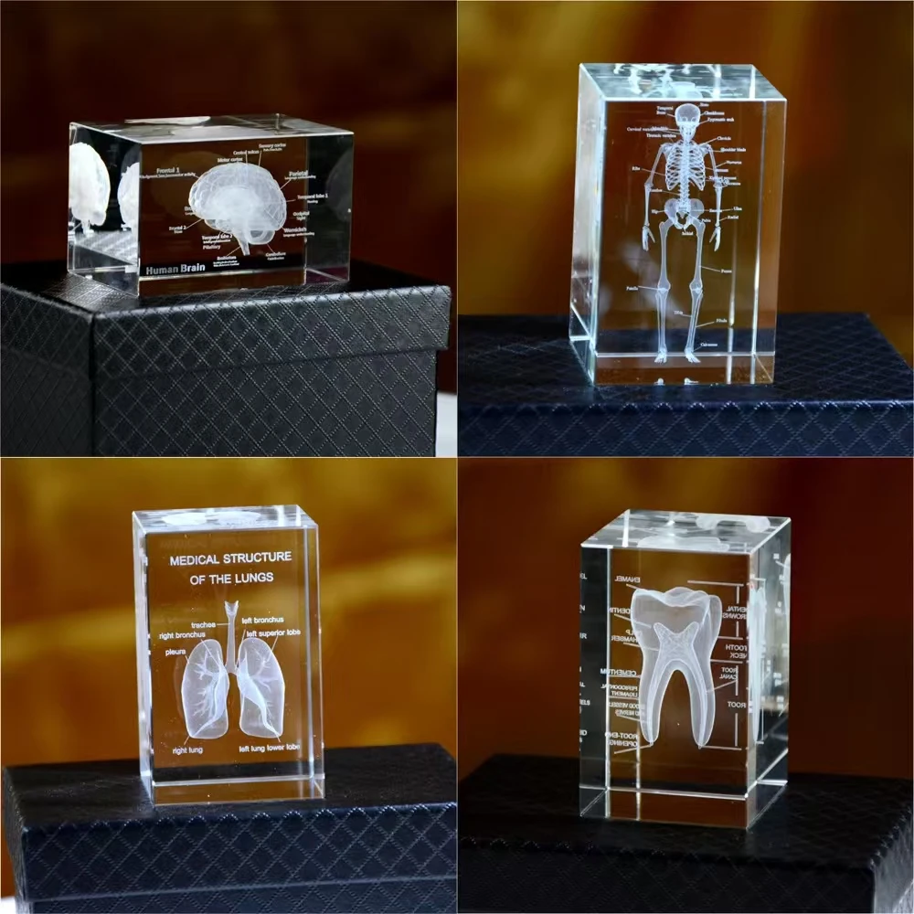 

Medical crystal square body carving Figurine K9. Three-dimensional anatomical diagram of the heart, lungs, skeleton, teeth and b