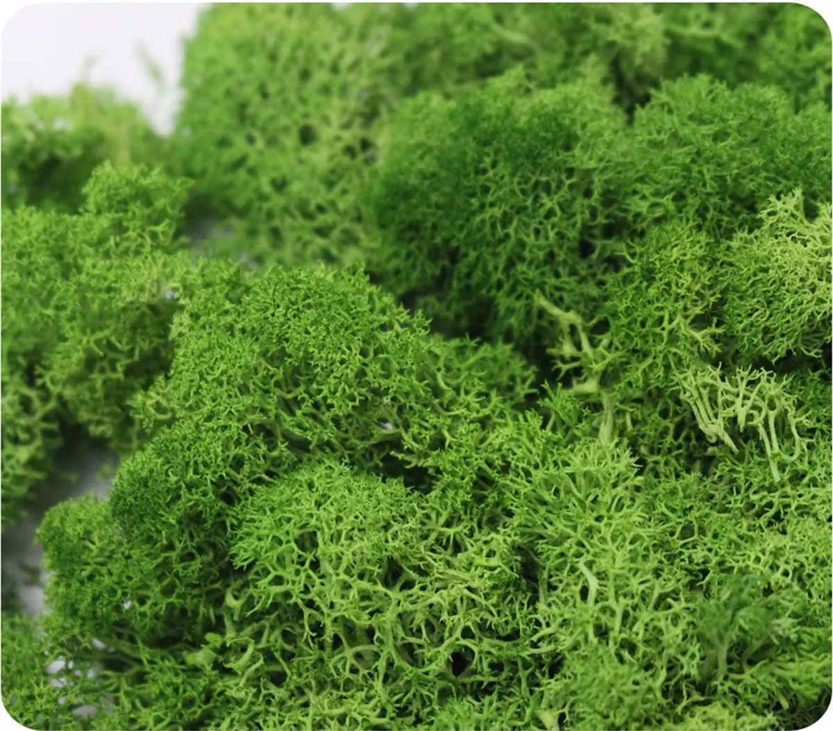 Artificial Green Plants Eternal Life Moss Grass Mini Landscape DIY Crafts Fake Grass Home Garden Living Room Decoration