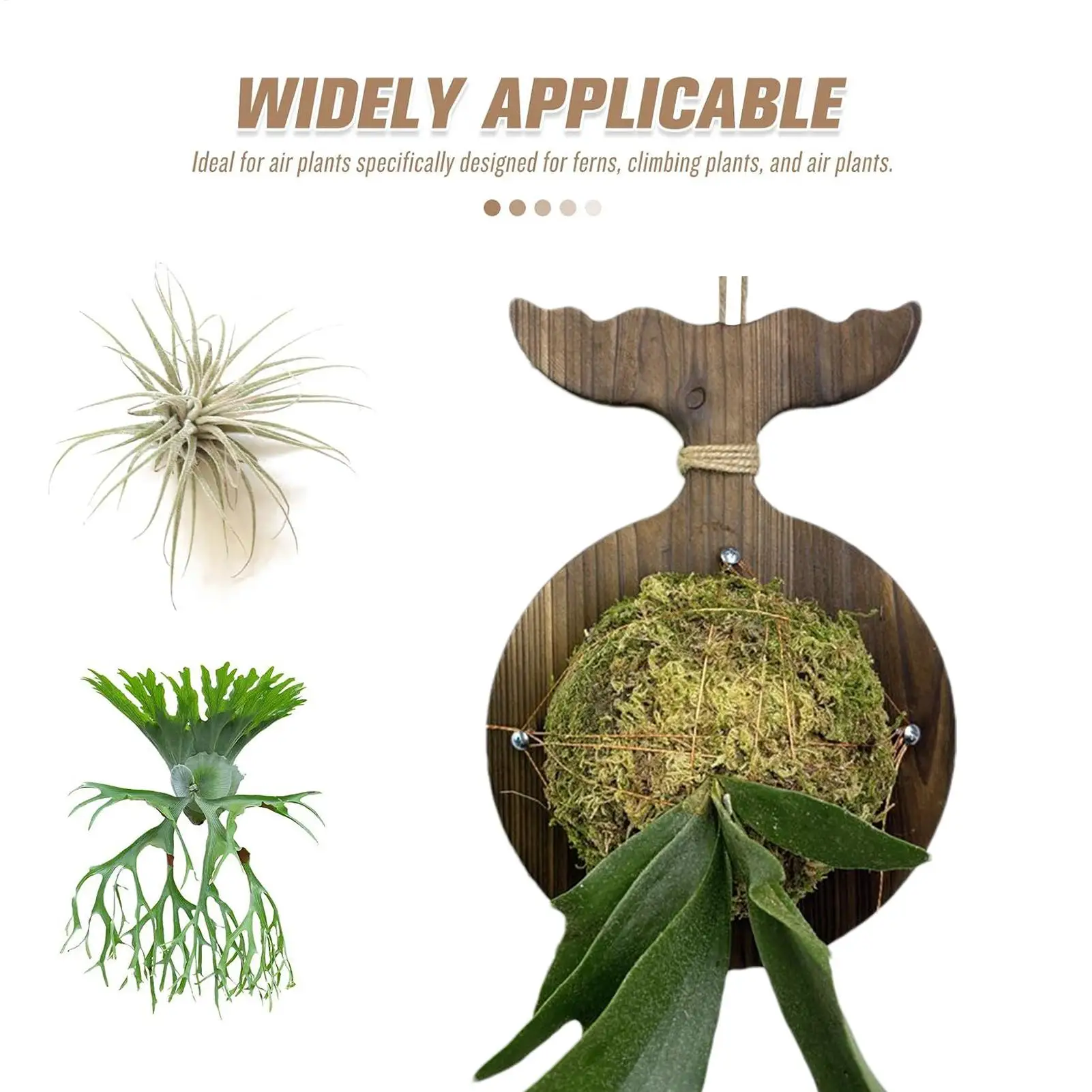 

Монтажная доска Staghorn, держатель Staghorn, настенная доска для посадки, экономия места, крепления Platycerium Orchids для балкона, общежития