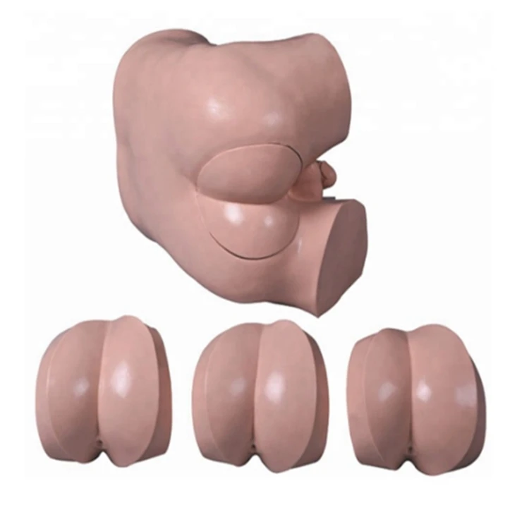 medical science factory Advanced Rectal Examination Simulator Nurse Training and Medical Models