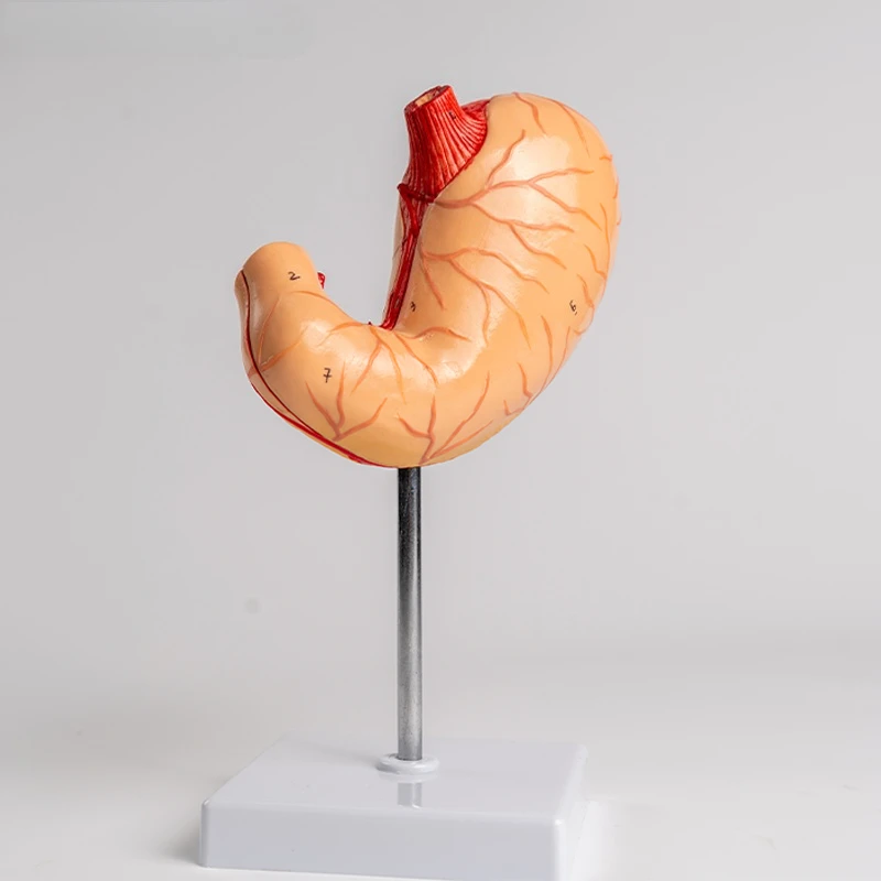natural large stomach gastric mucosa digestive system gastric vascular neuromuscular model