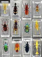 29 Style Real Insect Specimen Transparent Resin Observation on Beetle Locust Spider Scorpion Golden Turtle Kindergarten Statue