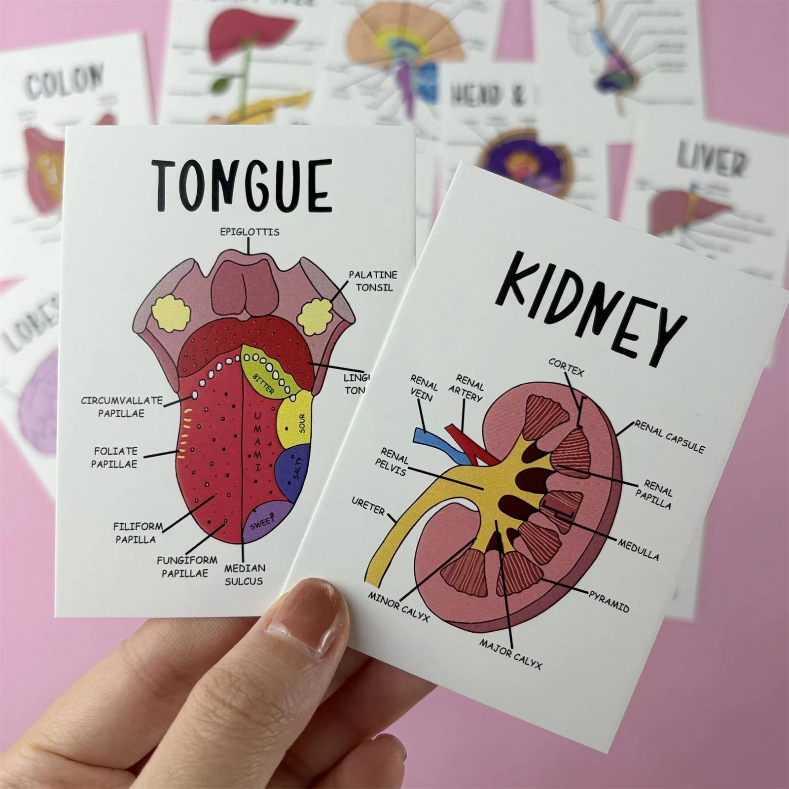Professional Human Organ Flash Cards 30Pcs Educational Study Set for Students Home School Learning Tool Durable Cardstock