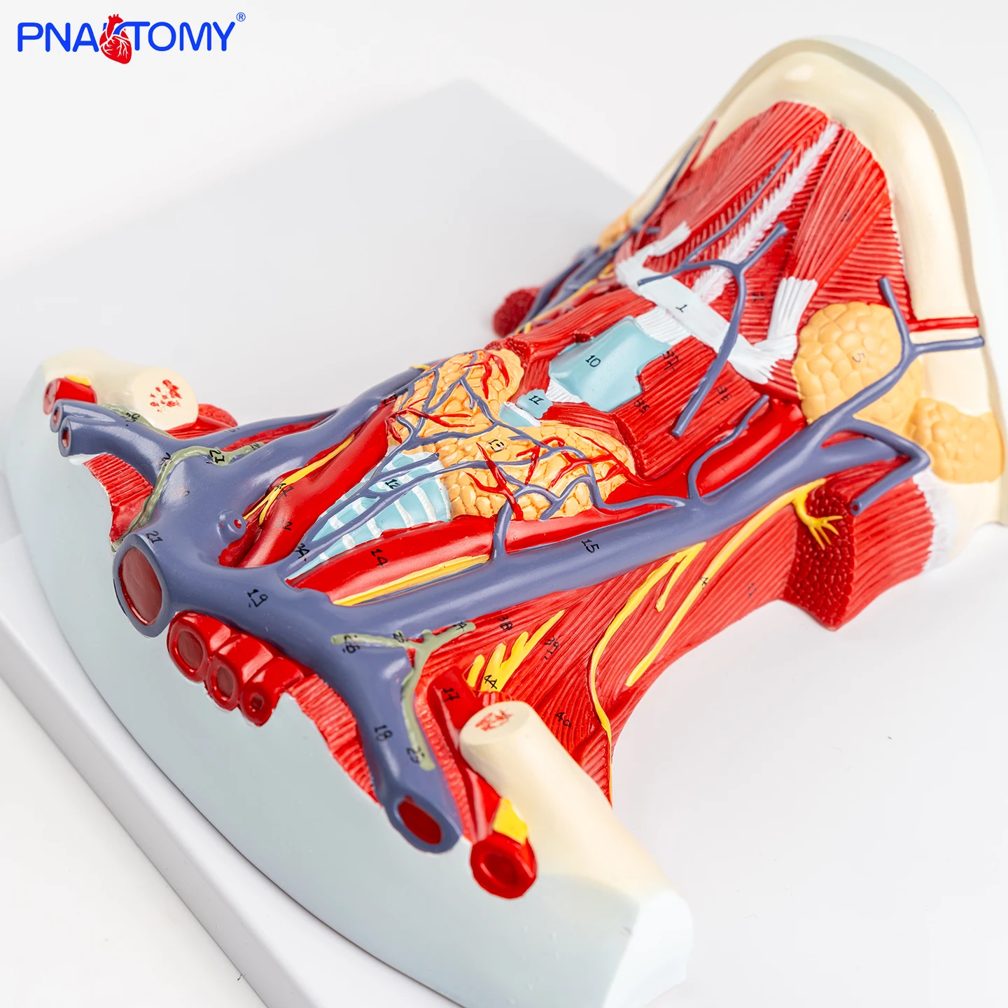 

Anterior Neck Muscle Anatomical Model Anterior Neck Muscle Regional Anatomical Model