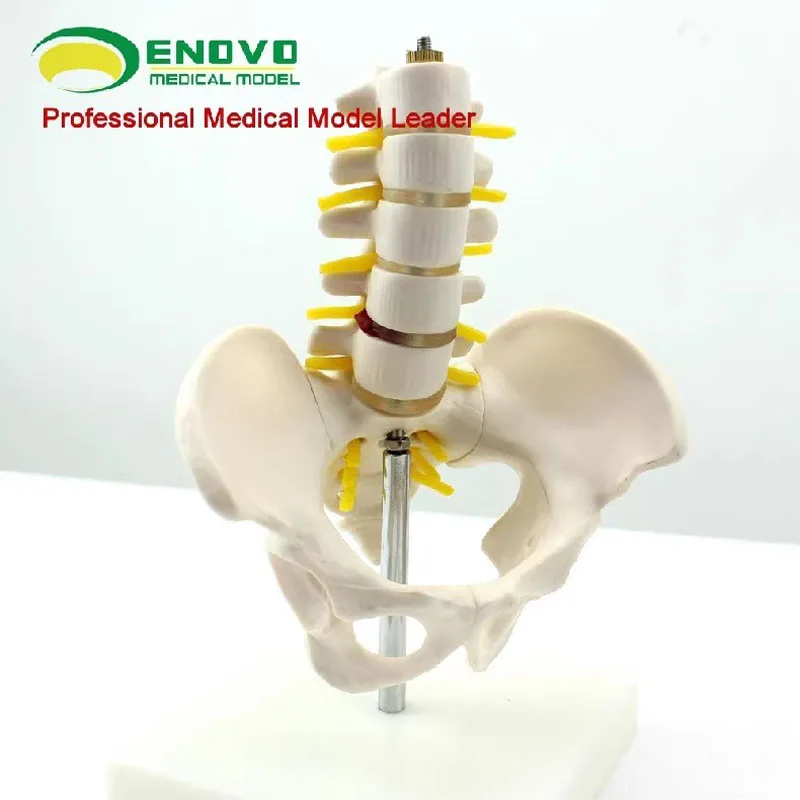 ENOVO A Small Pelvis With Five Lumbar Spine Models Of The Spine Model Of The Orthopedic Model Of The Human .Skeleton