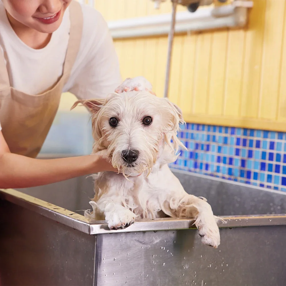 Modern Design Stainless Steel Pet Bathing Basin Large Dog Bathtub and Cat SPA Shower Station Pedestal Sinks for Dogs and Cats