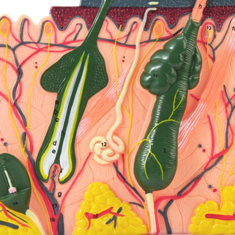 70X vergroot huidanatomisch model Huidmodel met haar voor lesweergave