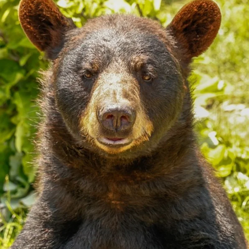 Racing Aluminium Hinterradaufhängung Achsträger Upgrades Teile Zubehör für 1/10 Tamiya Fighter Nxgen DT04 58741