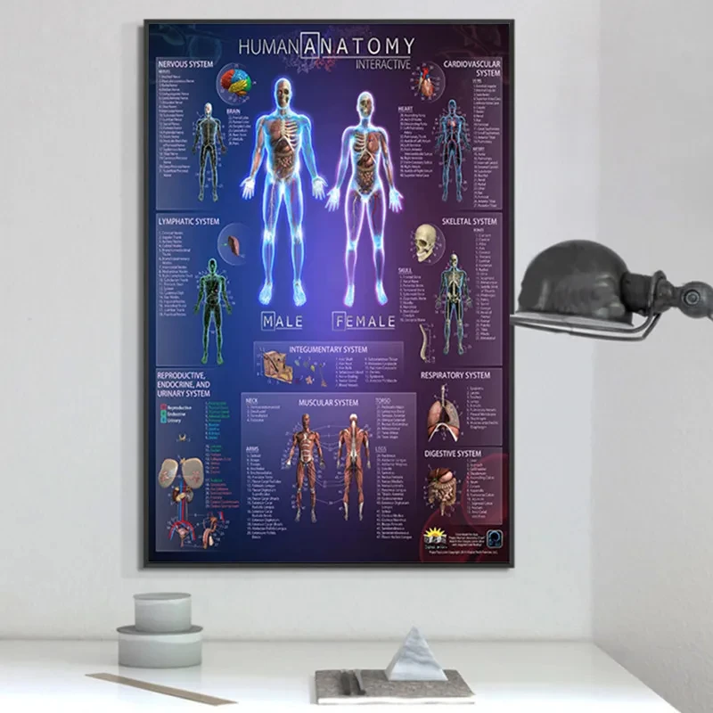 Poster und Drucke des Muskelsystems, Anatomie-Diagramm, menschlicher Körper, Schule, medizinische Wissenschaft, pädagogische Leinwandgemälde, Heimdekoration – Detail 5