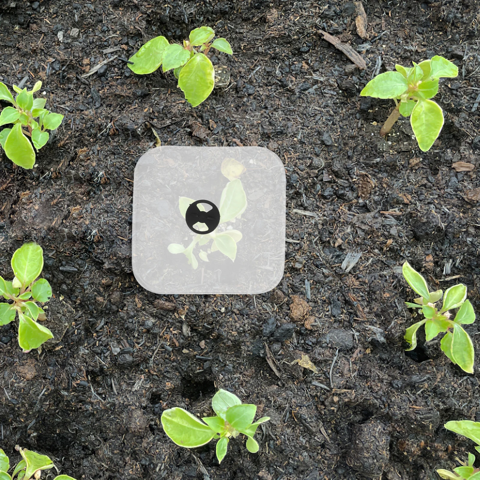 

6pcs 12cm Humidity Domes for Plants Sturdy Plastic Cloche Frost Protection Greenhouse Dome Plant Pot