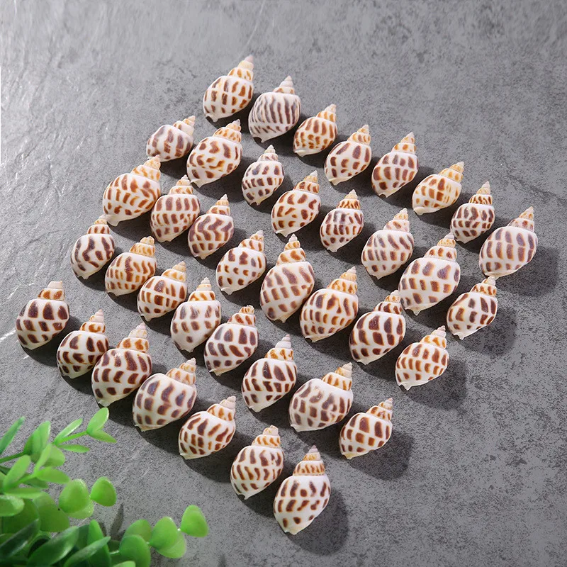 10pcs/lot Natural Ocean Flower Dongfeng Snail Sea Marine Snail Shell Ocean Decorative Fish Tank Aquarium Ornament