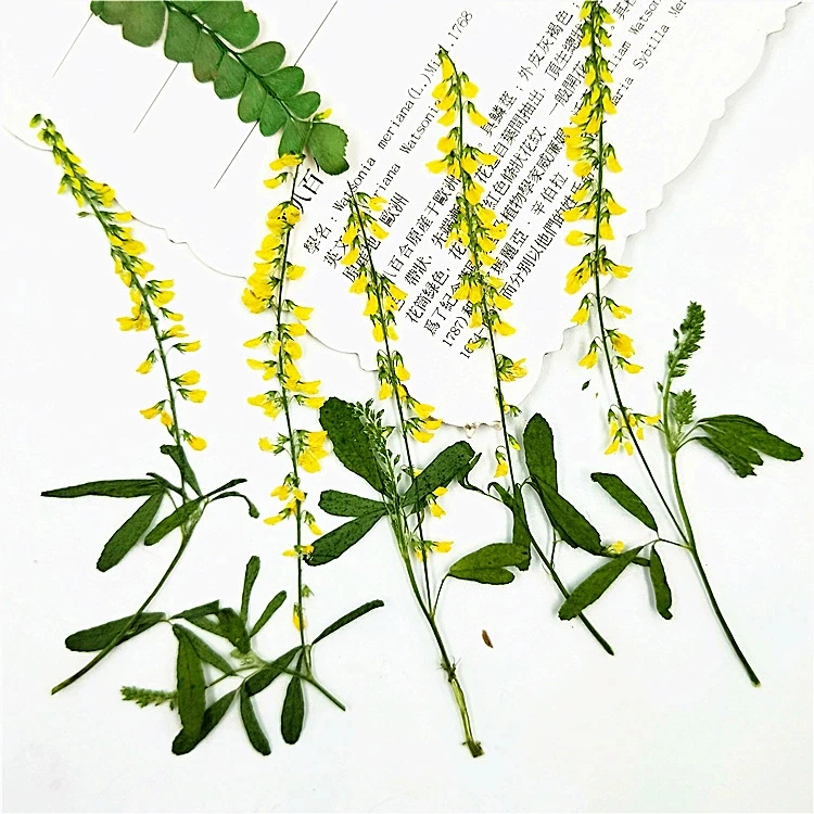 

Herbaceous Plant Leaves, Real Leaf Specimens, Pressed Flower Table Lamp, Dried Flower Pressed Flower Bookmark, Green Living Room 100Pcs
