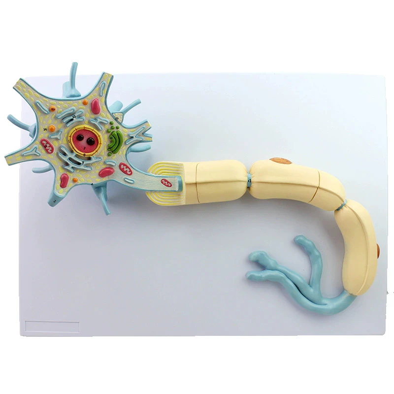 Medical Magnified Neuron Model Neural Fiber Structure Neuron Model 2 Components Nervous System Anatomical Medical Aid