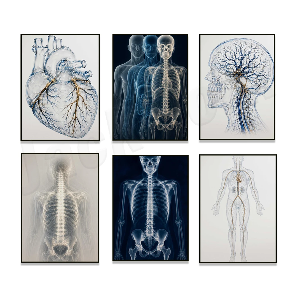 Cervical spine anatomy, atlas, angiography, cardiovascular, X-ray exposure, radiology posters, neurology clinic decorations