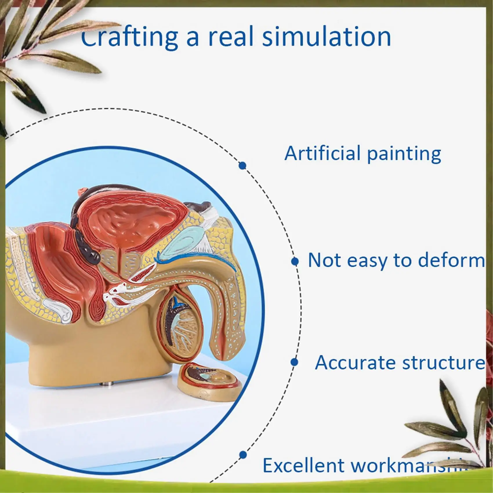 New-4X 1:2 Male Pelvic Sagittal Section Testicular Prostate Bladder Rectal Urinary System Model