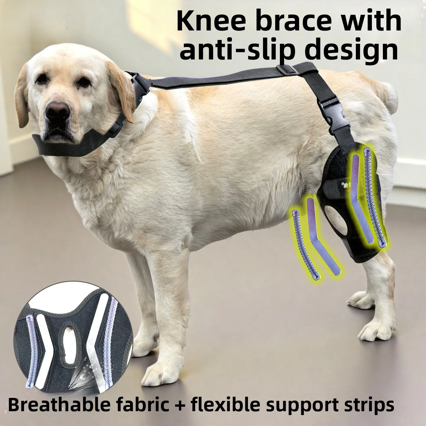 Dog Patellar Disloi…