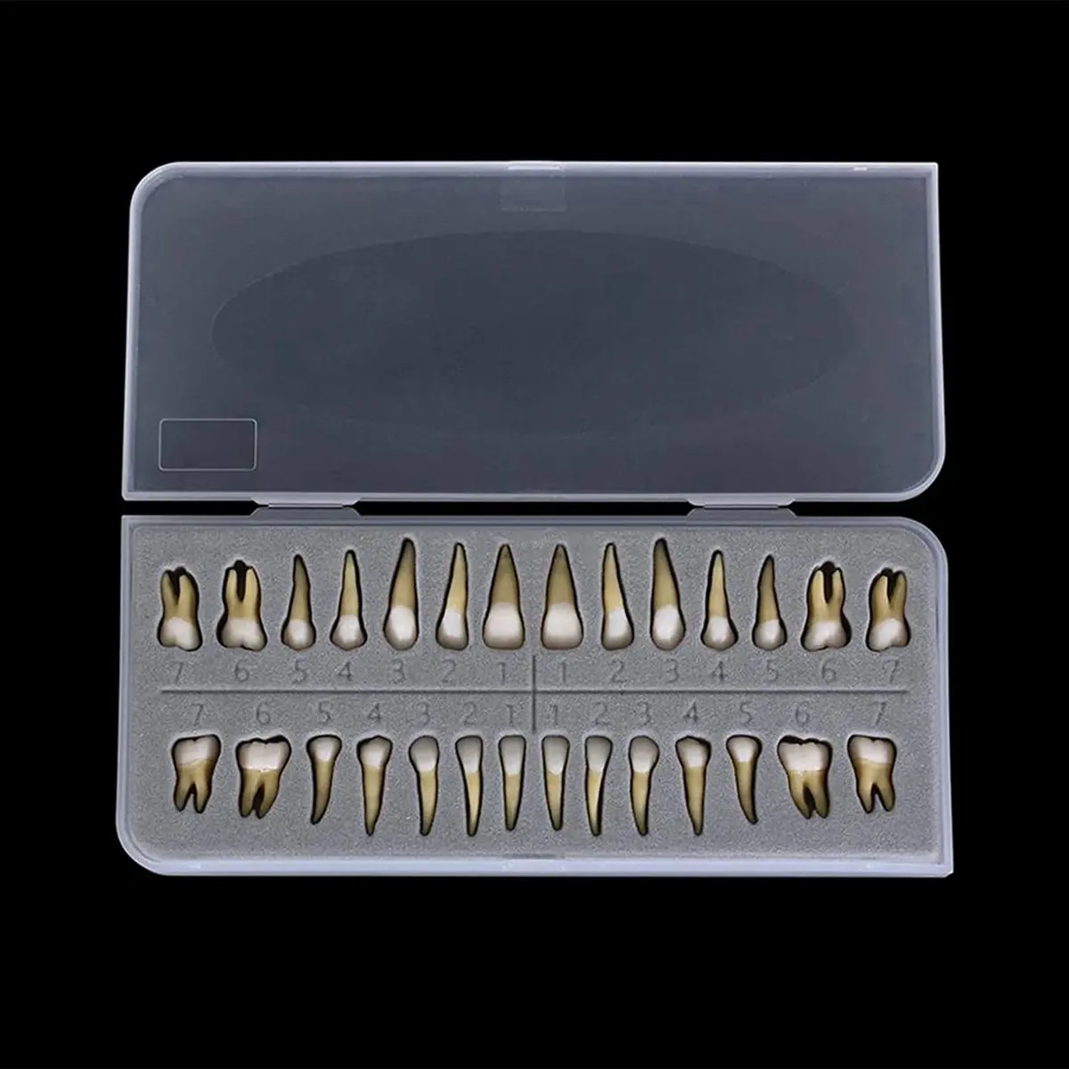 

Power Tool Sets 28Pcs Tooth Model 1:1 Permanent Teeth Model Dental Resin Tooth Demonstration Tooth Education Teach Study
