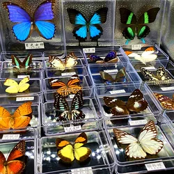 Real Butterfly Specimens, Transparent Boxed Insects, Spreading Wings, Interior Decoration, Ornaments, Handmade Gifts