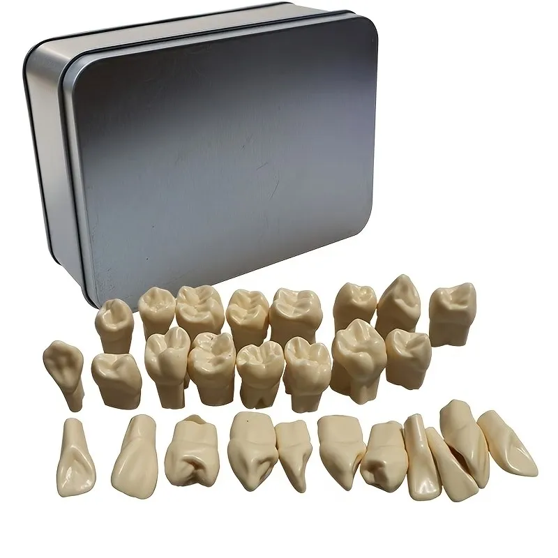 Full-mouth 2x magnified adult tooth carving model, permanent tooth carving model, dental model for student use in class, teaching model in a metal box with 28 teeth