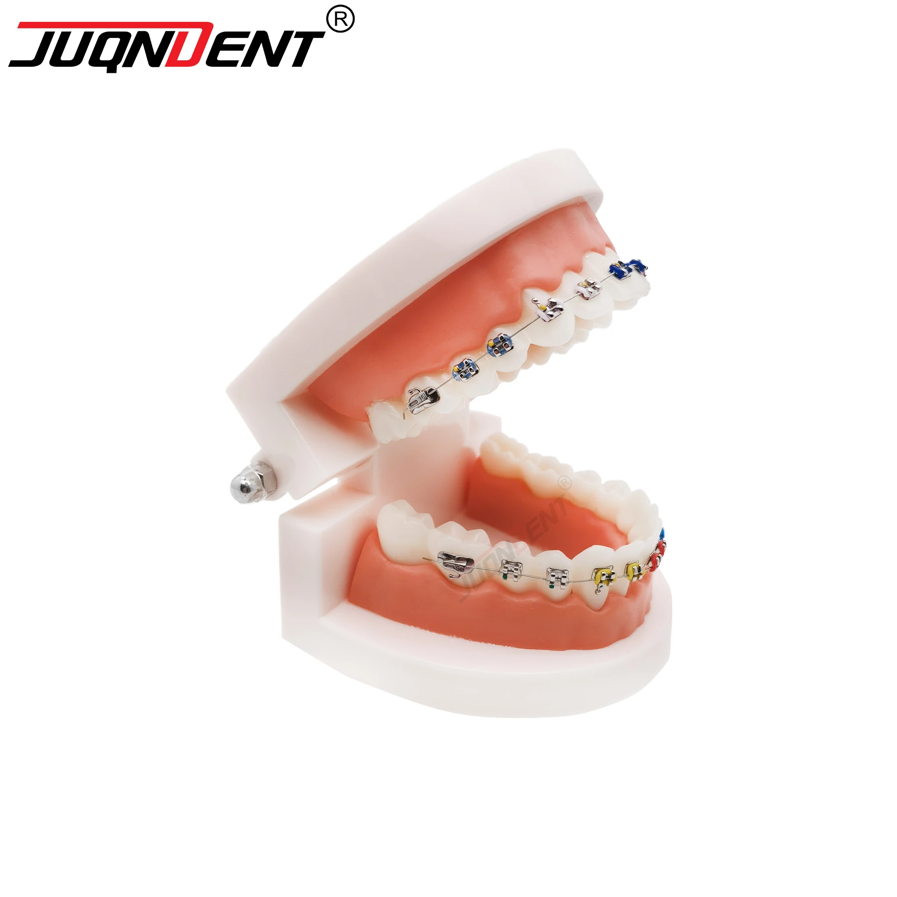 

JUQNDENT Dental Teeth Model With Metal Bracket Dentistry Orthodontic Model For Dentist Demo Training Teaching