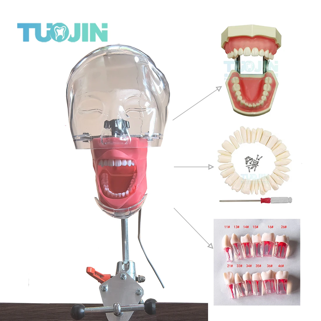 Dental Phantom Head with Teeth for Dentist Teaching Practice Training Apparatu Dentist Model Manikin Head Model Dental Simulator