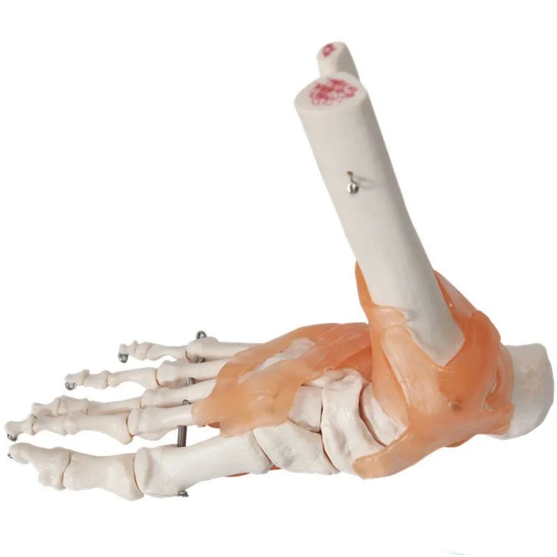 

One to One Foot Joint Ligament Model Human Foot Joint Skeletal Movement System Anatomy Hand Foot Surgery