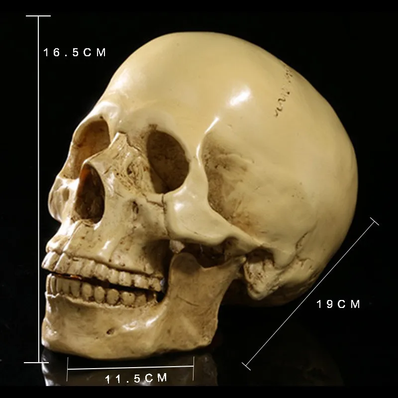 Resin Skull Head Ornament Realistic Skeleton Head Statue Halloween Party Haunted House Horror Decor Home Decor