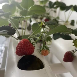 Vertical Hydroponic Grow System With Full Spectrum LED Grow Light for Family Farm Garden Vegetables Planter
